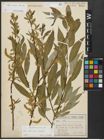 Foto von Salix alba L. x Salix fragilis L.